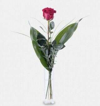 A Red Rose in a Vase